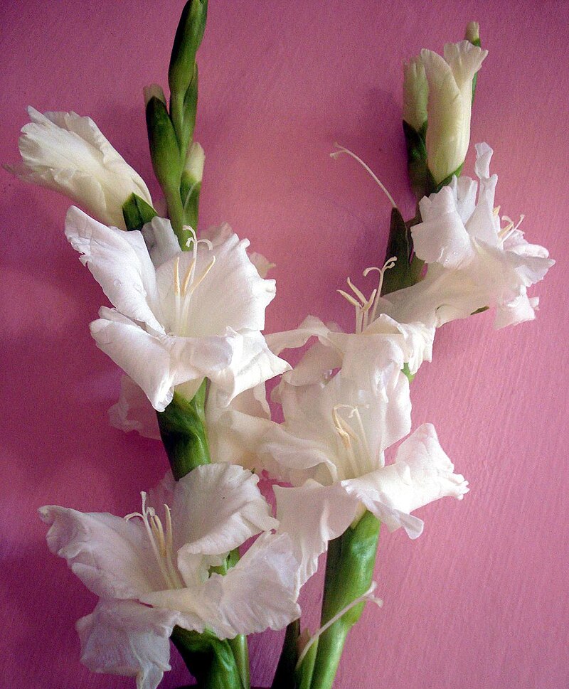 Gladiolus flowers.JPG