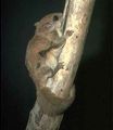 남아메리카날다람쥐(Glaucomys volans)