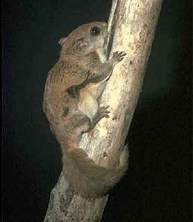 New World flying squirrel Genus of rodents