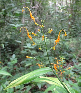 <i>Globba albiflora</i> Species of flowering plant