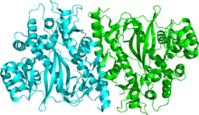 Glutathion synthétase 1M0W.png