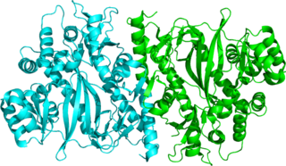 <span class="mw-page-title-main">Glutathione synthetase</span> Enzyme