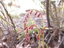 Gonocarpus tetragynus (5094566047).jpg