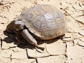 Thumbnail for Desert tortoise