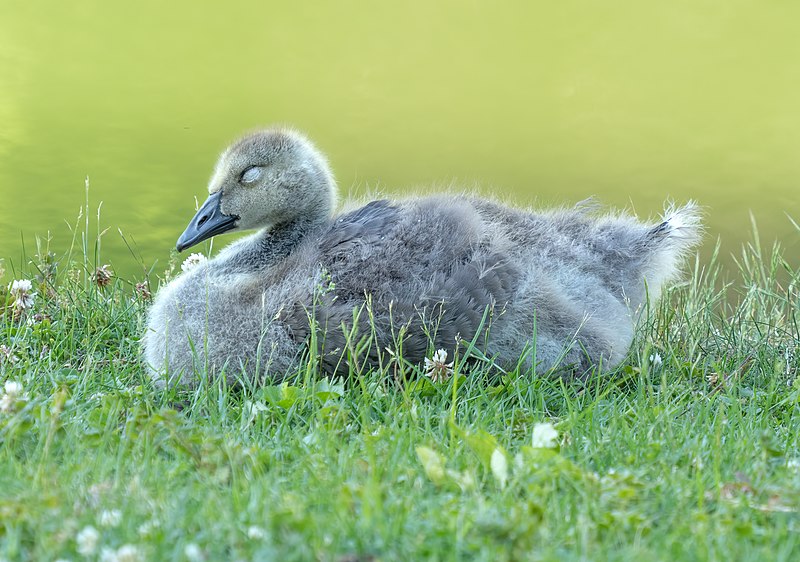 File:Gosling in GWC (43721).jpg