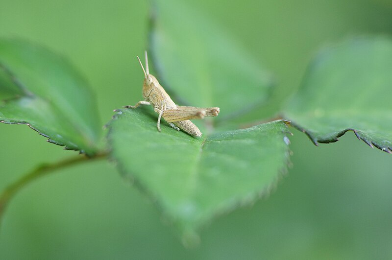 File:Grasshopper (4755300409).jpg