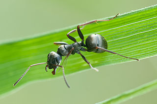 <i>Formica fusca</i> Species of ant