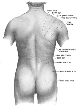 עכוז: אנטומיה ומשמעות אבולוציונית, ענישה גופנית, צניעות וארוטיקה