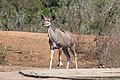 * Nomination Greater kudu female (Tragelaphus strepsiceros) in Kruger National Park, South Africa --Bgag 00:16, 18 October 2018 (UTC) * Promotion Good quality. -- Johann Jaritz 02:17, 18 October 2018 (UTC)