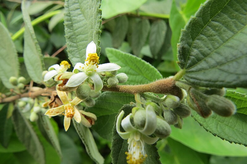 File:Grewia hirsuta - Kukurbicha at Beechanahalli 2014 (1).jpg