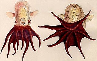 <span class="mw-page-title-main">Grimpoteuthis hippocrepium</span> Species of octopus