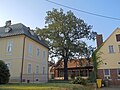 English oak at Schenaustraße 3 (museum oak)