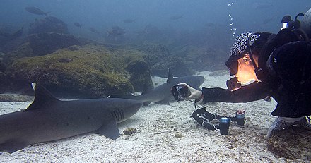 Diver taking photos of a shark