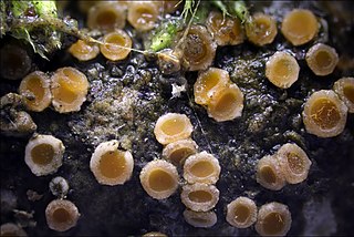 <span class="mw-page-title-main">Gyalectales</span> Order of lichen-forming fungi