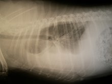 Hemothorax in an animal caused by anti-coagulant poisoning Hemothorax.jpg