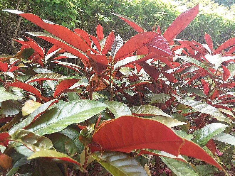 File:HKU 香港大學 PFL campus 薄扶林校園 red n green leaves 紅背桂花 Excoecaria cochinchinensis April 2019 SSG 02.jpg