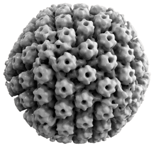 Herpes-Simplex-Viren: Morphologie, Genom, Histone