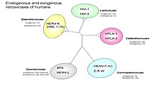 A phylogeny of the subtypes of HTLV and their relationships between endogenous and exogenous retroviruses in the human genome. HERV = human endogenous retrovirus, SFV = simian foamy virus HTLV Phylogeny.jpg