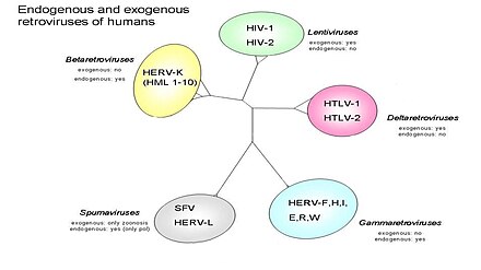 Human T Lymphotropic Virus Wikipedia