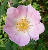 flower from Israel - Rosa canina