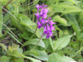 Dactylorhiza aristata Japan - Hokkaido Mt.Furano