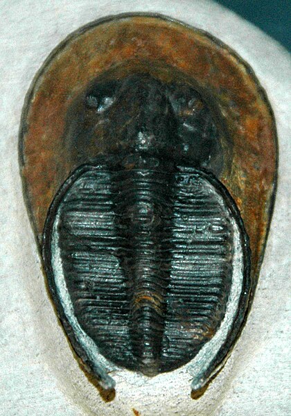 File:Harpes perradiatus fossil trilobite (Devonian, Morocco).jpg