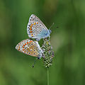 6 Hauhechel-Bläuling, Polyommatus icarus Paarung 3 uploaded by Böhringer, nominated by Böhringer