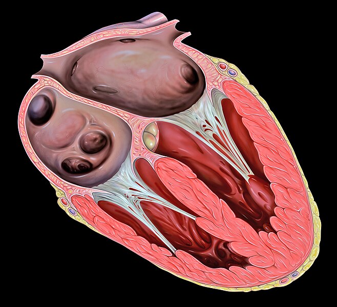 File:Heart tee tricuspid valve.jpg