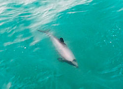 Hectors delfin.jpg