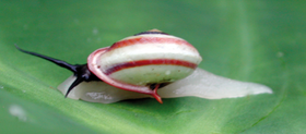 Helicina rhodostoma.png