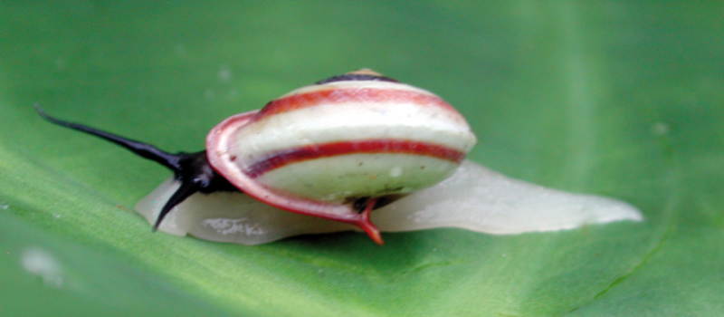 File:Helicina rhodostoma.png