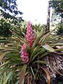 unbekannte Bromeliaceae