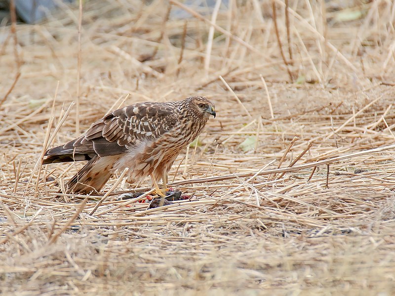 File:Hen Harrier (Circus cyaneus) (45960863151).jpg