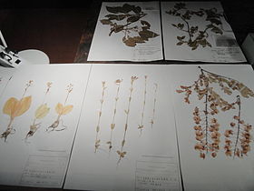 Herbarium specimens - Kyoto University Museum - DSC06472.JPG