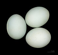 Ardeola ralloides (Squacco Heron), Egg