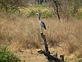 Heron in Tanzania 3593 Nevit.jpg