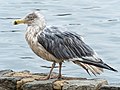 * Nomination Herring gull with lead poisoning in Prospect Park --Rhododendrites 21:45, 27 February 2022 (UTC) * Promotion  Support Good quality. --Rjcastillo 22:17, 27 February 2022 (UTC)