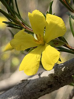 <i>Hibbertia stricta</i> Species of plant