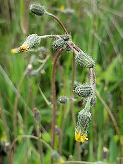 <i>Hieracium schultzii</i> Species of plant in the daisy family Asteraceae