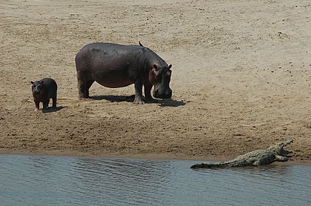 Even hippos watch out for crocodiles!