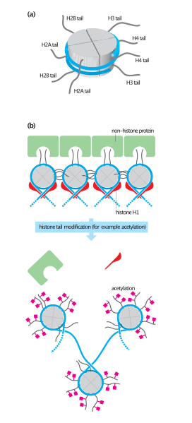 File:Histone tails and their function in chromatin formation.svg