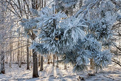 Hoar frost on a pine branch in Tuntorp