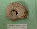 en:Holcodiscus irregularis Tzankov, en:Barremian, "Golemiya Yuruk", en:Razgrad Province at the en:Sofia University "St. Kliment Ohridski" Museum of Paleontology and Historical Geology