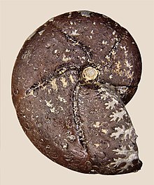 Esemplare di Holcophylloceras calypso, un Phylloceratina del Toarciano di Truc de Balduc (Mende)