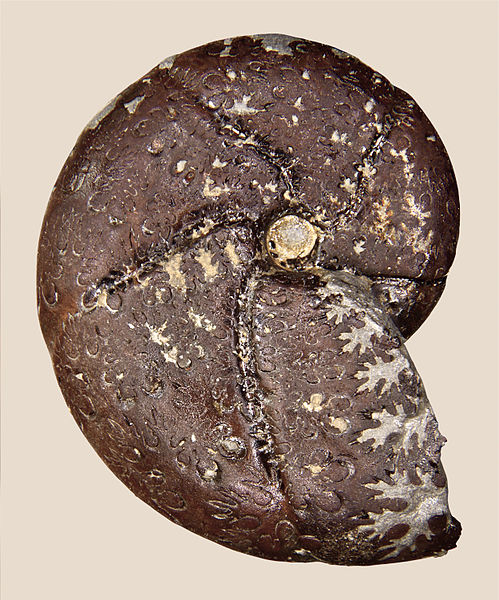 File:Holcophylloceras calypso 01.JPG