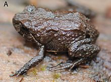 Holotype of Phrynopus badius (MUSM 31099) in lateral view - ZooKeys-235-051-g004A.jpeg