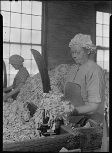 "Rag girls" cut up cotton rags used in making fine writing paper in a Holyoke mill of the American Writing Paper Company, c. 1937 Holyoke, Massachusetts - Paper. American Writing Paper Co. Rag sorting (Irish). - NARA - 518336.jpg