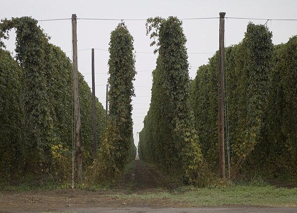 Fully grown hops bines ready for harvest on the Yakama Indian Reservation