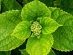 Bud and leaves