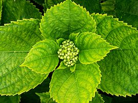 Feuilles et boutons floraux d'Hortensia (Hydrangea macrophylla). Cet arbuste, cultivé dans de nombreuses régions du monde, est originaire du Japon méridional. (définition réelle 2 285 × 1 714)